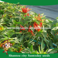 Suntoday easy management green red upper hot pepper up chilli seeds sale(22003)